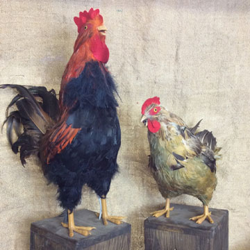 Roosters